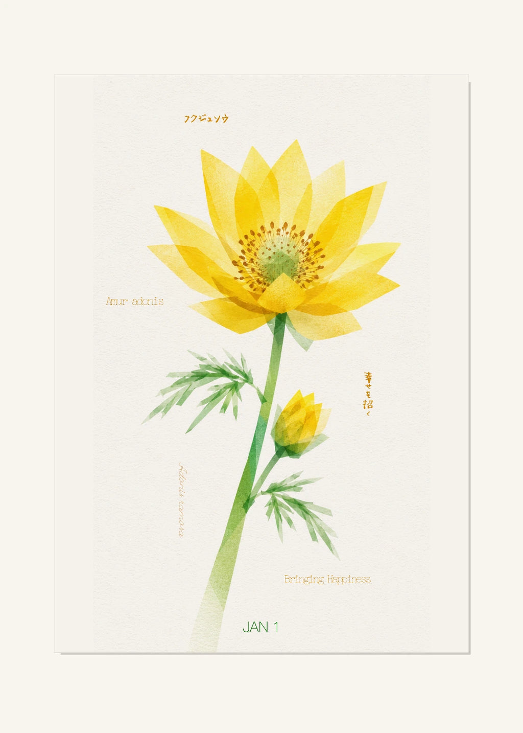 January 1 Birth Flower Poster — Amur Adonis — clean
