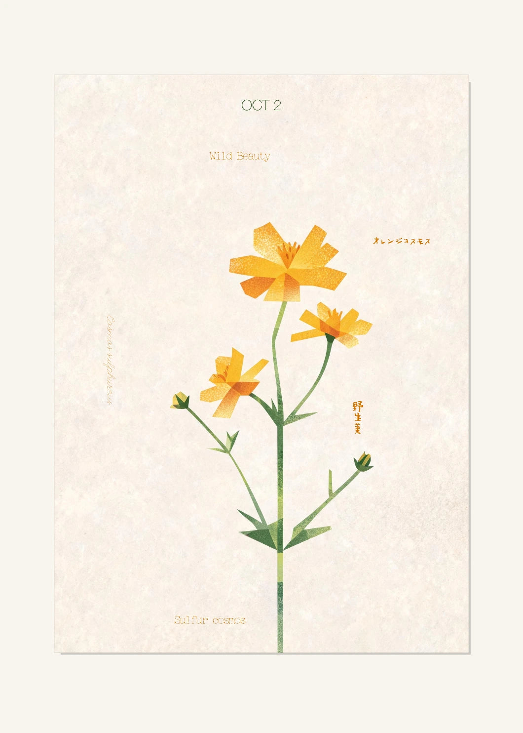 October 2 Birth Flower Poster — Sulfur Cosmos — clean