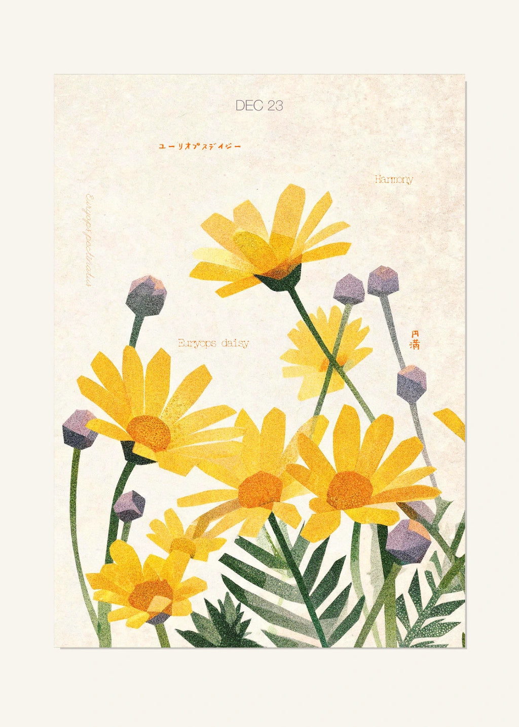 December 23 Birth Flower Poster — Euryops Daisy — clean