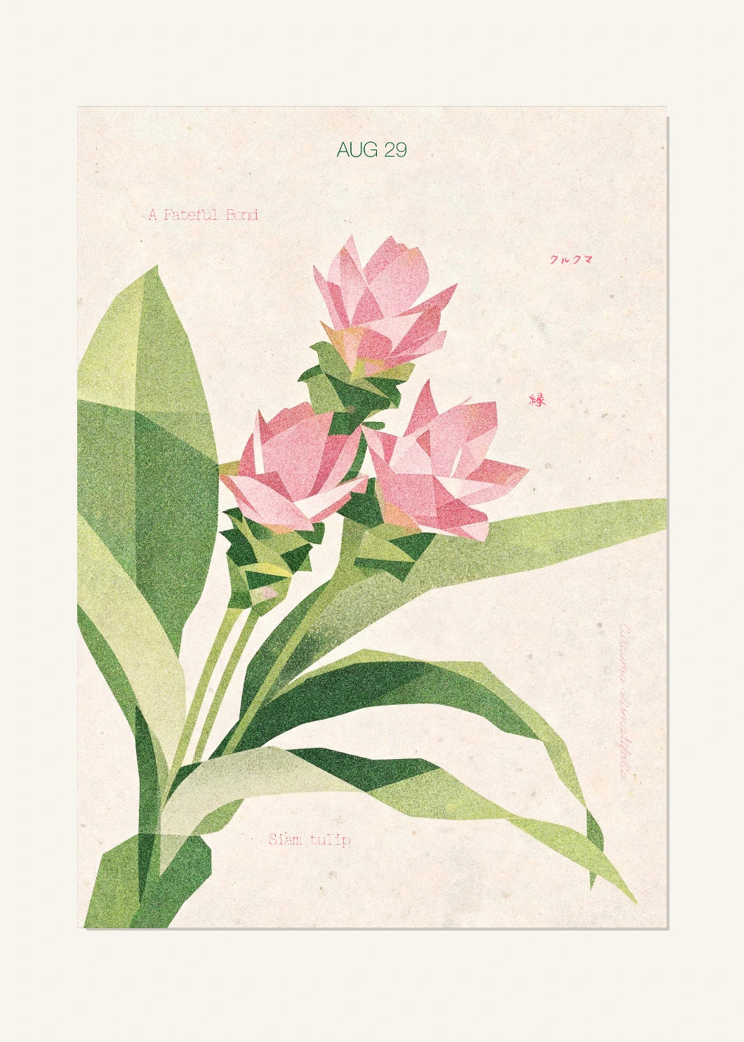August 29 Birth Flower Poster — Siam Tulip — clean