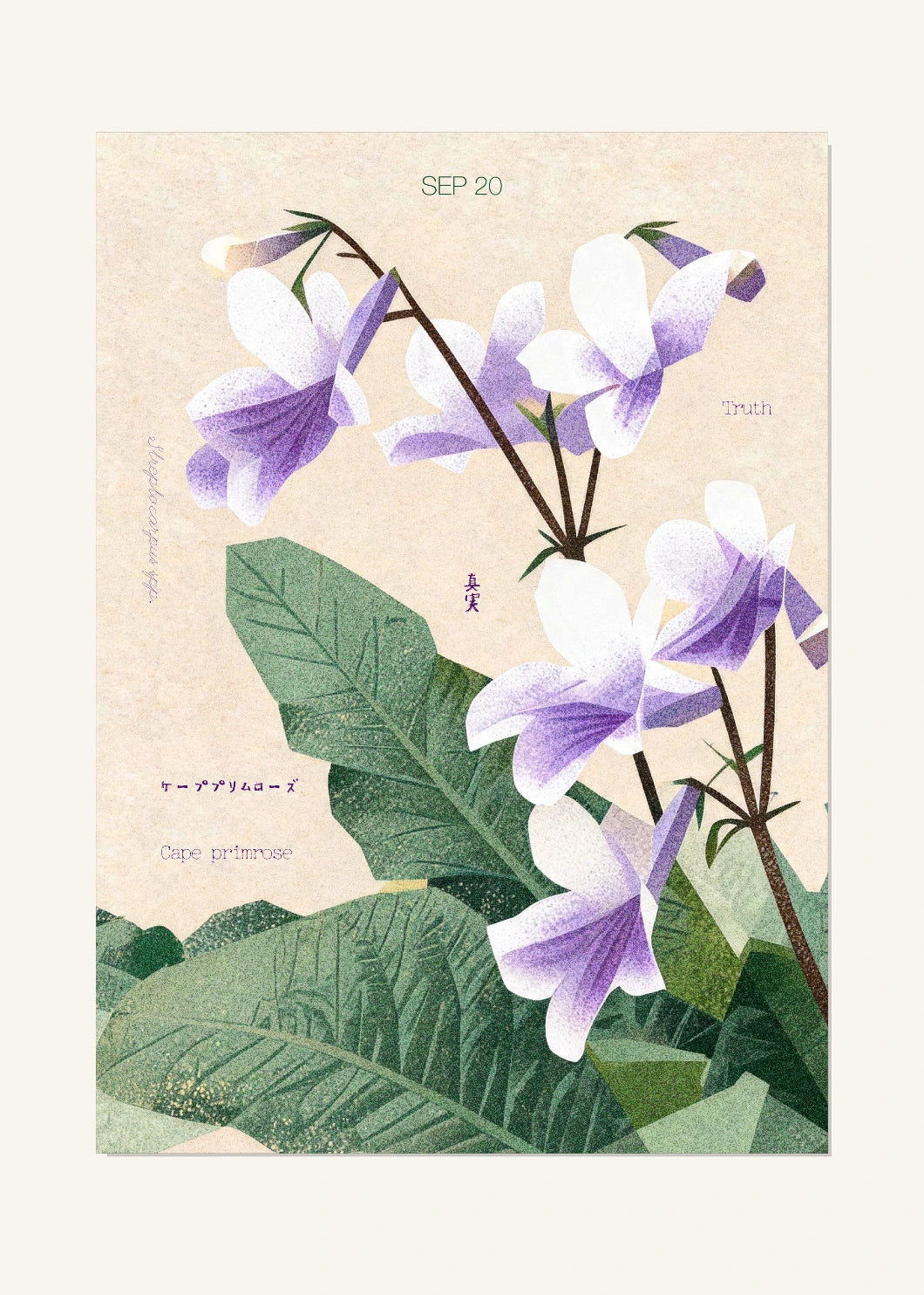 September 20 Birth Flower Poster — Cape Primrose — clean