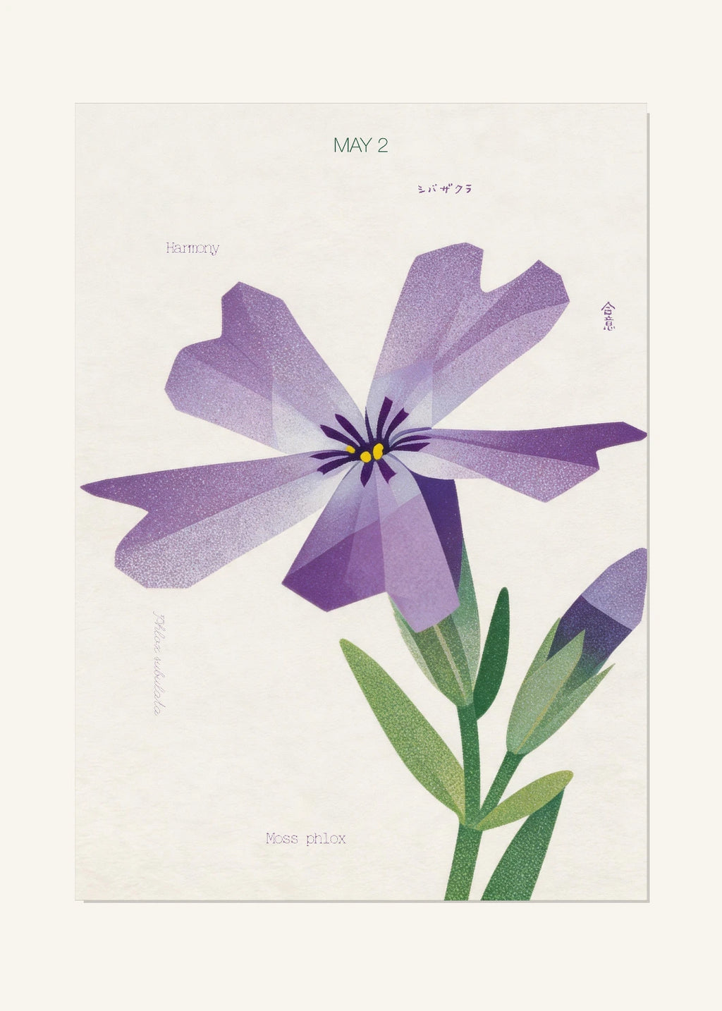 May 2 Birth Flower Poster — Moss Phlox — clean