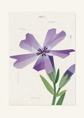 May 2 Birth Flower Poster — Moss Phlox — clean