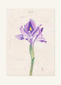 October 6 Birth Flower Poster — Water Hyacinth — clean