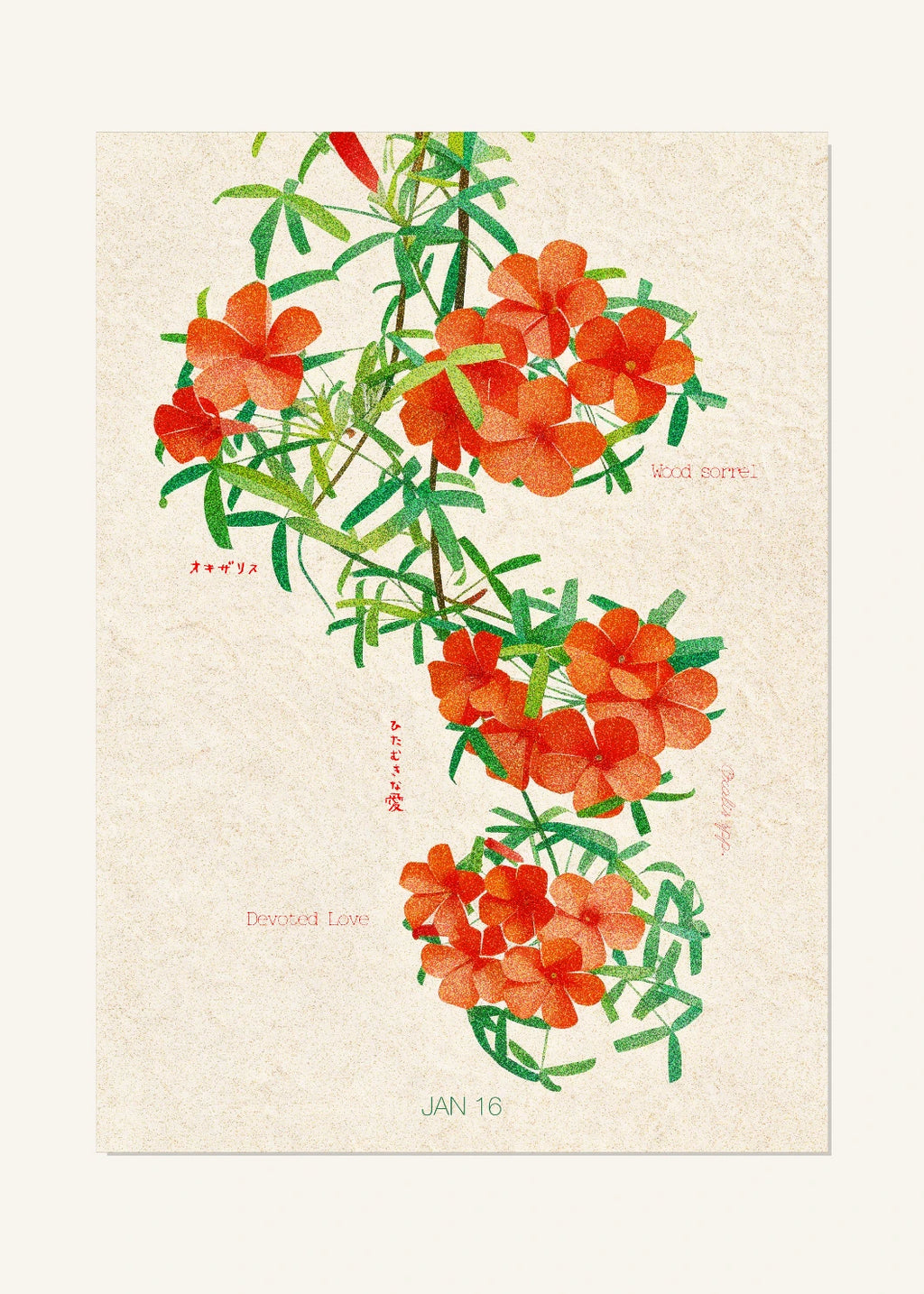 January 16 Birth Flower Poster — Wood Sorrel — clean