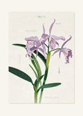 December 13 Birth Flower Poster — Cattleya Orchid — clean