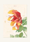 June 12 Birth Flower Poster — Shrimp Plant — clean
