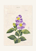 July 29 Birth Flower Poster — Persian Violet — clean