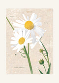 May 22 Birth Flower Poster — German Chamomile — clean