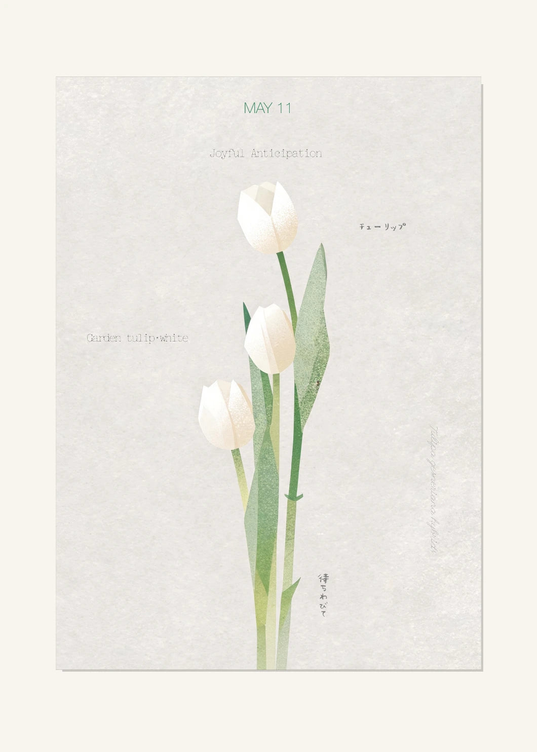 May 11 Birth Flower Poster — Garden Tulip (White) — clean