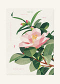 November 22 Birth Flower Poster — Wabisuke Camellia — clean
