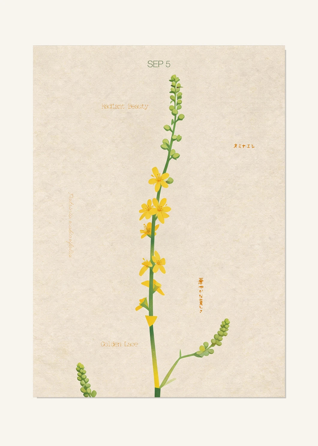 September 5 Birth Flower Poster — Golden Lace / Patrinia — clean