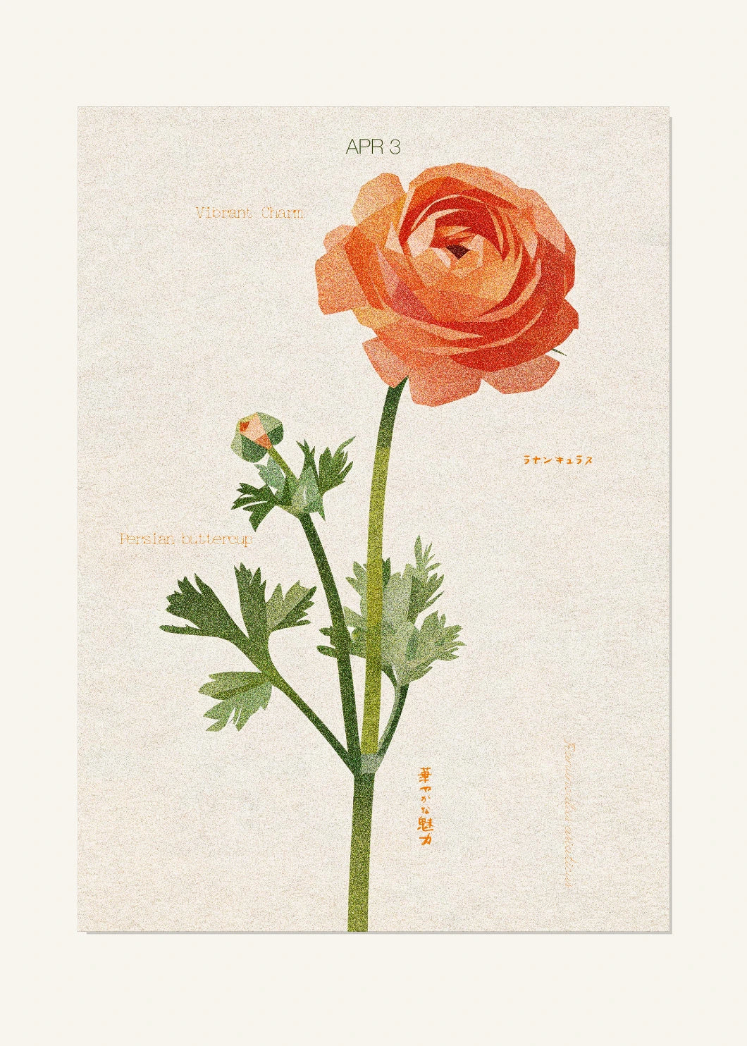 April 3 Birth Flower Poster — Persian Buttercup — clean