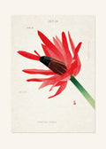 October 24 Birth Flower Poster — Brazilian Candles — clean
