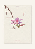 April 6 Birth Flower Poster — Chinese Redbud — clean