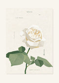 November 23 Birth Flower Poster — Garden Rose (White) — clean