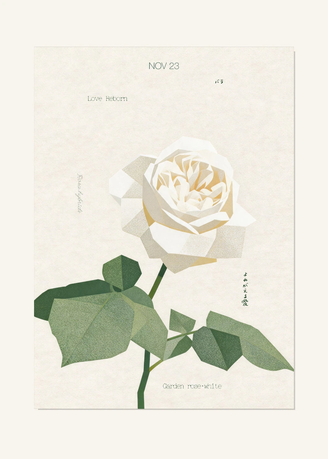 November 23 Birth Flower Poster — Garden Rose (White) — clean
