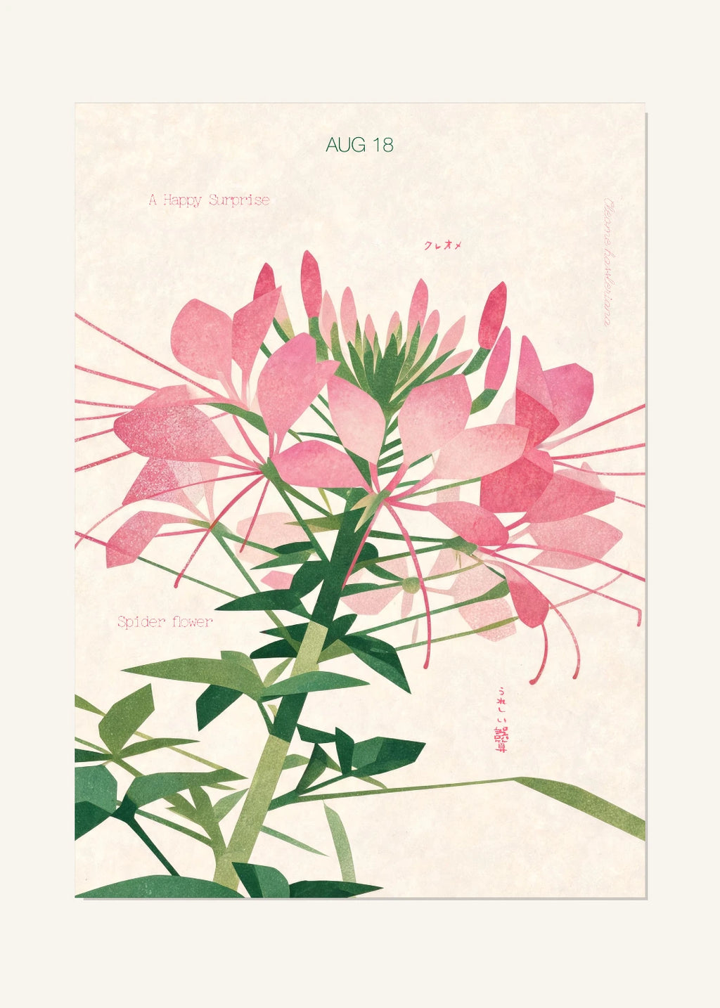 August 18 Birth Flower Poster — Spider Flower — clean
