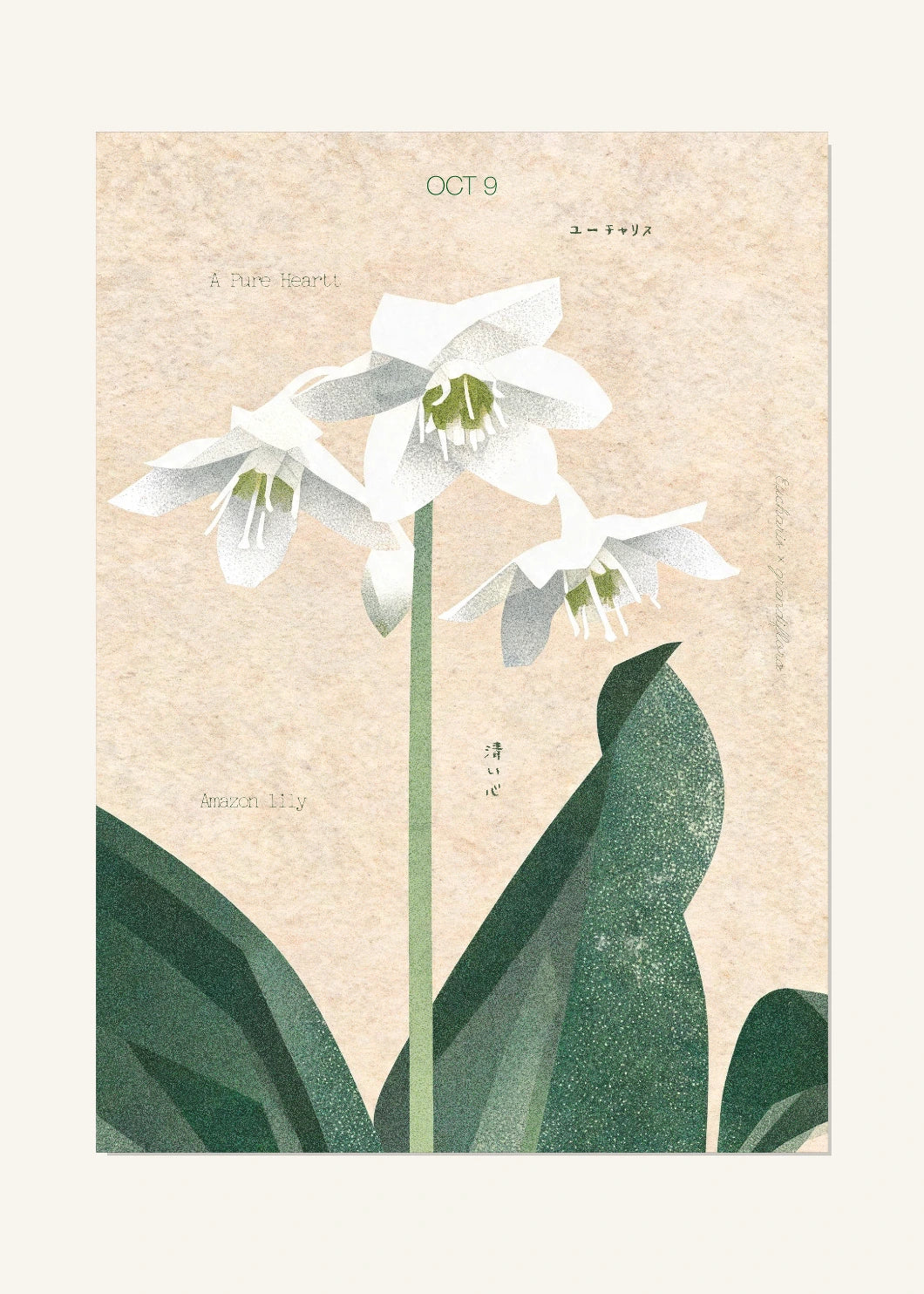 October 9 Birth Flower Poster — Amazon Lily — clean