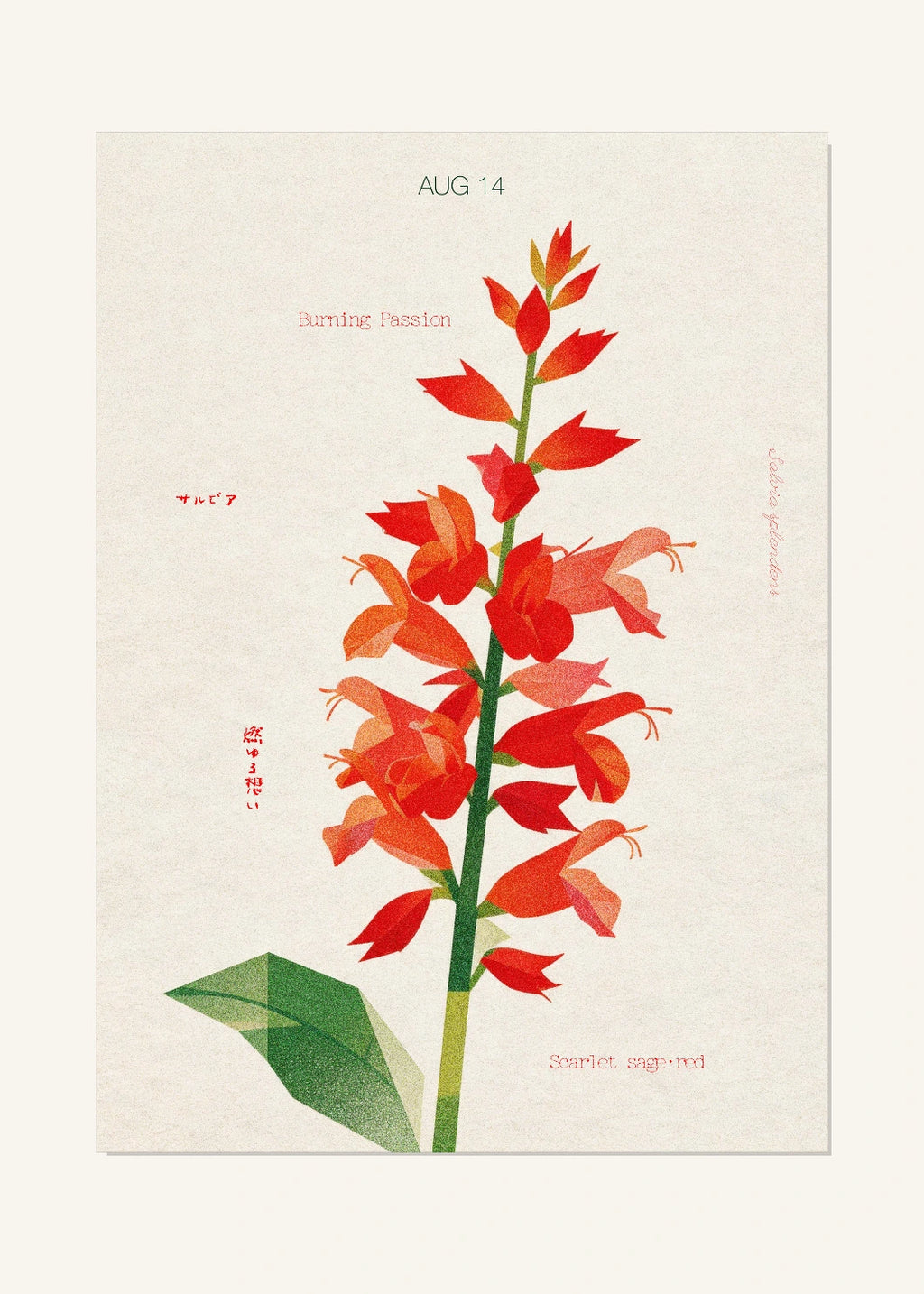 August 14 Birth Flower Poster — Scarlet Sage (Red) — clean