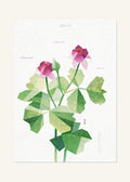 January 10 Birth Flower Poster — Japanese Raspberry — clean