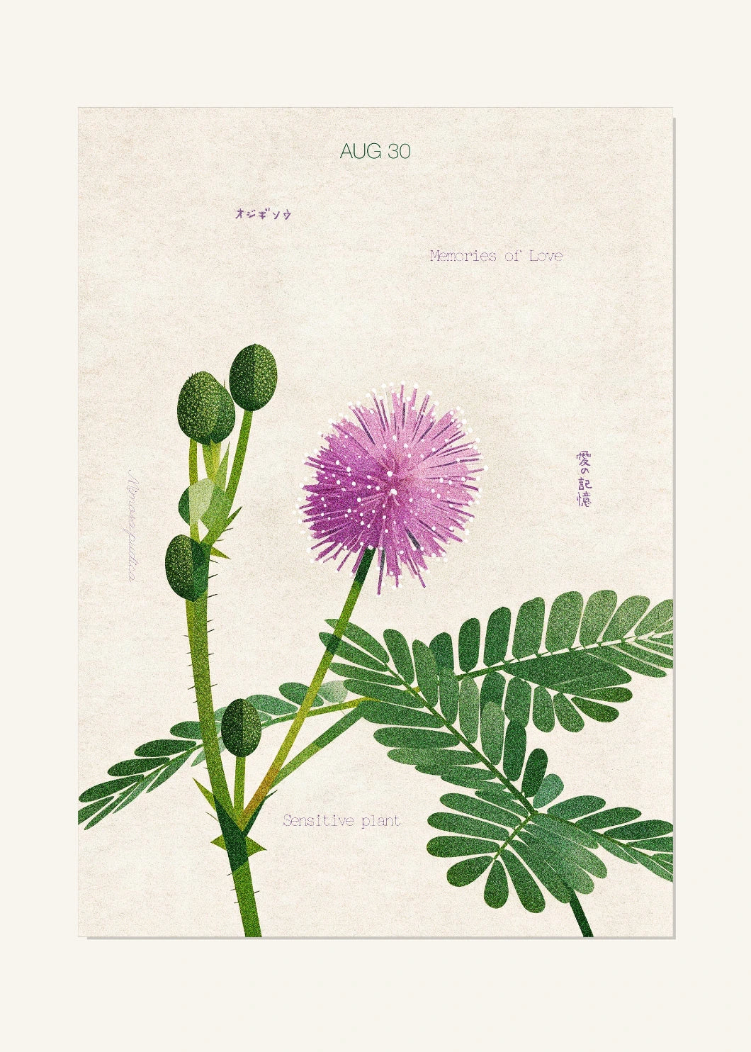 August 30 Birth Flower Poster — Sensitive Plant — clean