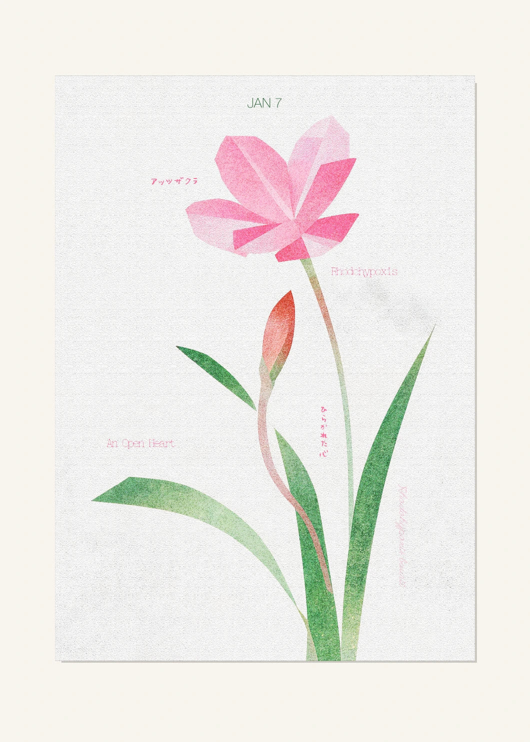 January 7 Birth Flower Poster — Red Star / Rhodohypoxis — clean
