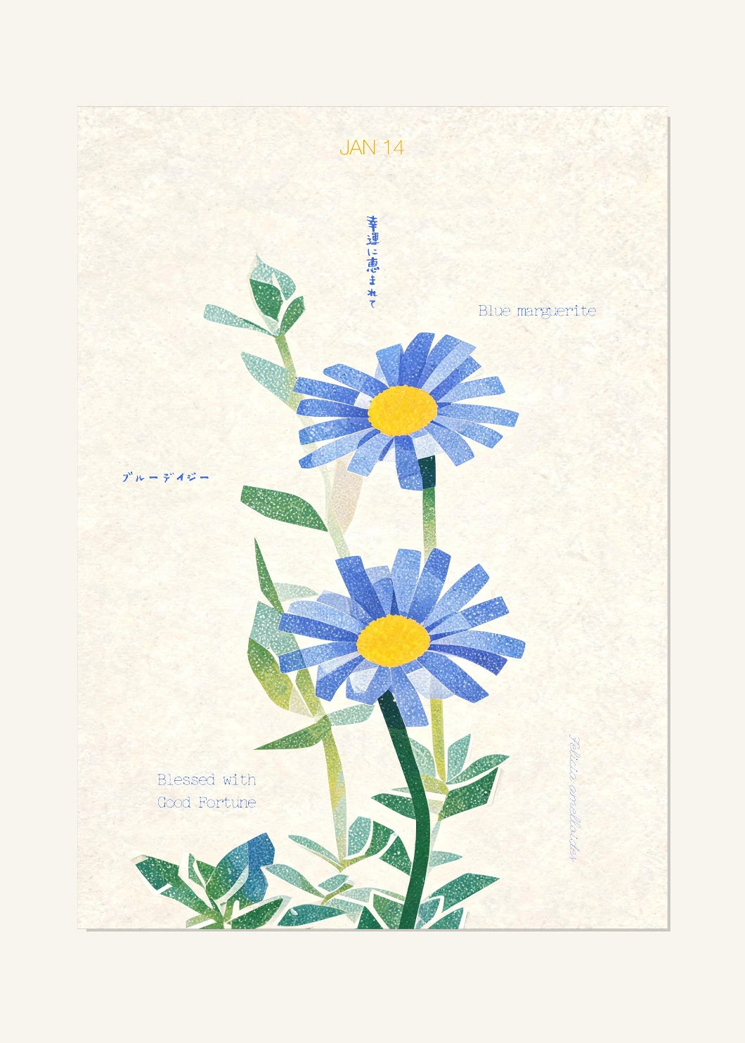 January 14 Birth Flower Poster — Blue Marguerite — clean