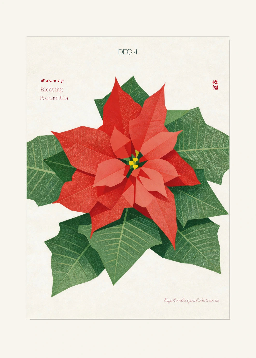 December 4 Birth Flower Poster — Poinsettia — clean