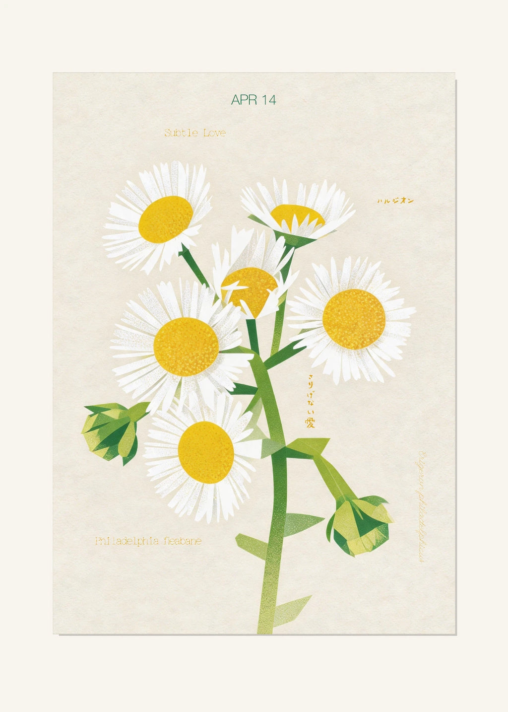 April 14 Birth Flower Poster — Philadelphia Fleabane — clean