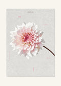 October 23 Birth Flower Poster — Dahlia — clean