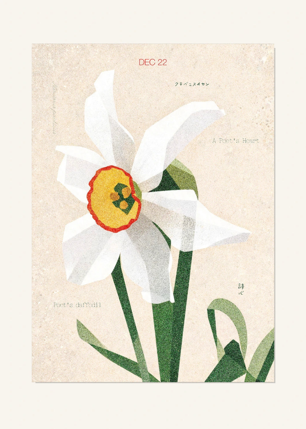 December 22 Birth Flower Poster — Poet's Daffodil — clean