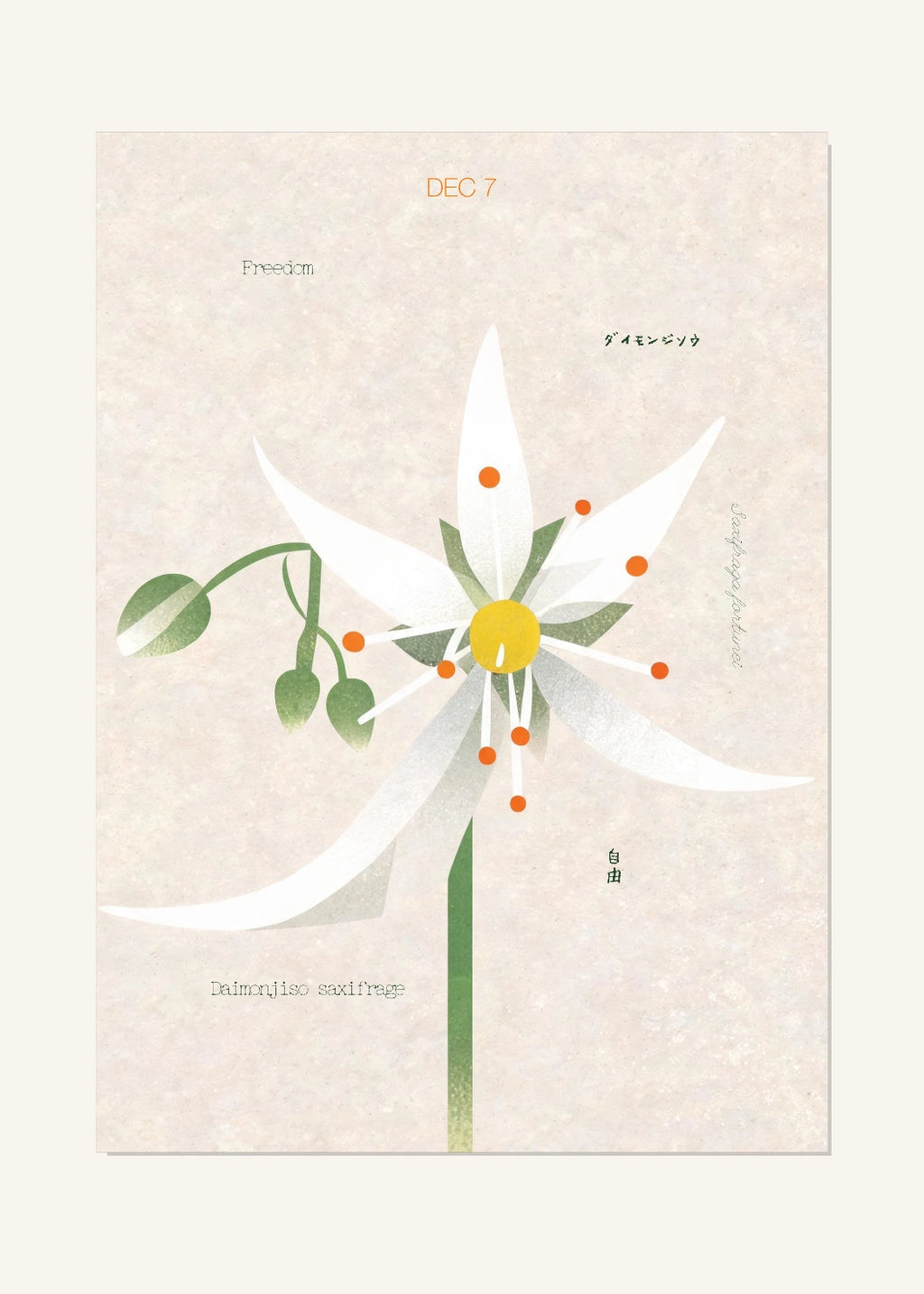 December 7 Birth Flower Poster — Daimonjiso Saxifrage — clean