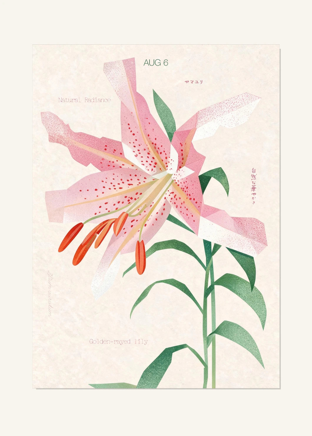 August 6 Birth Flower Poster — Golden-Rayed Lily — clean