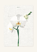 January 11 Birth Flower Poster — Moth Orchid (White) — clean