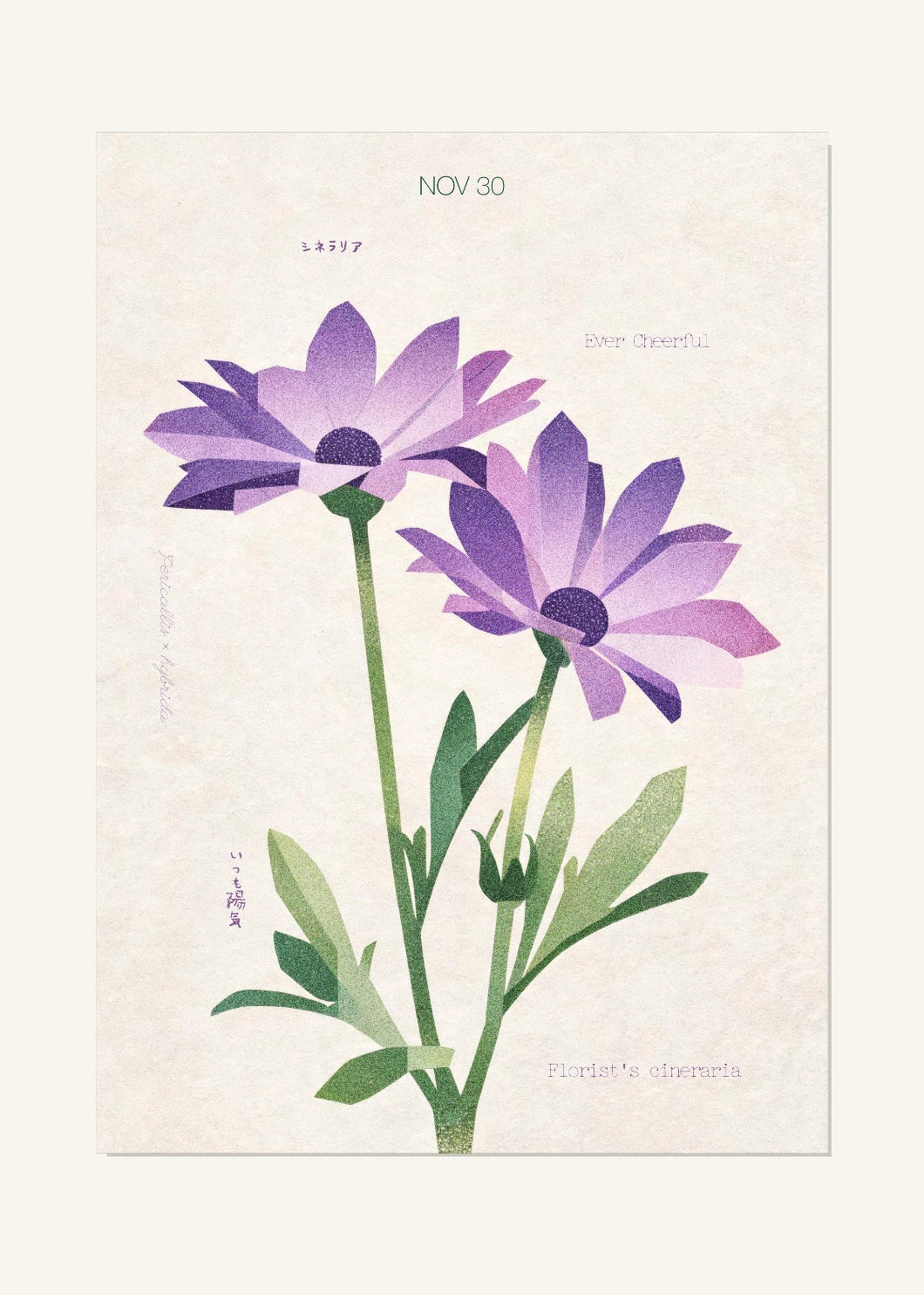November 30 Birth Flower Poster — Florist's Cineraria — clean