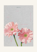 August 19 Birth Flower Poster — Gerbera Daisy (Pink) — clean