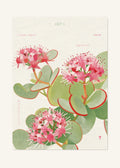 October 3 Birth Flower Poster — October Daphne — clean
