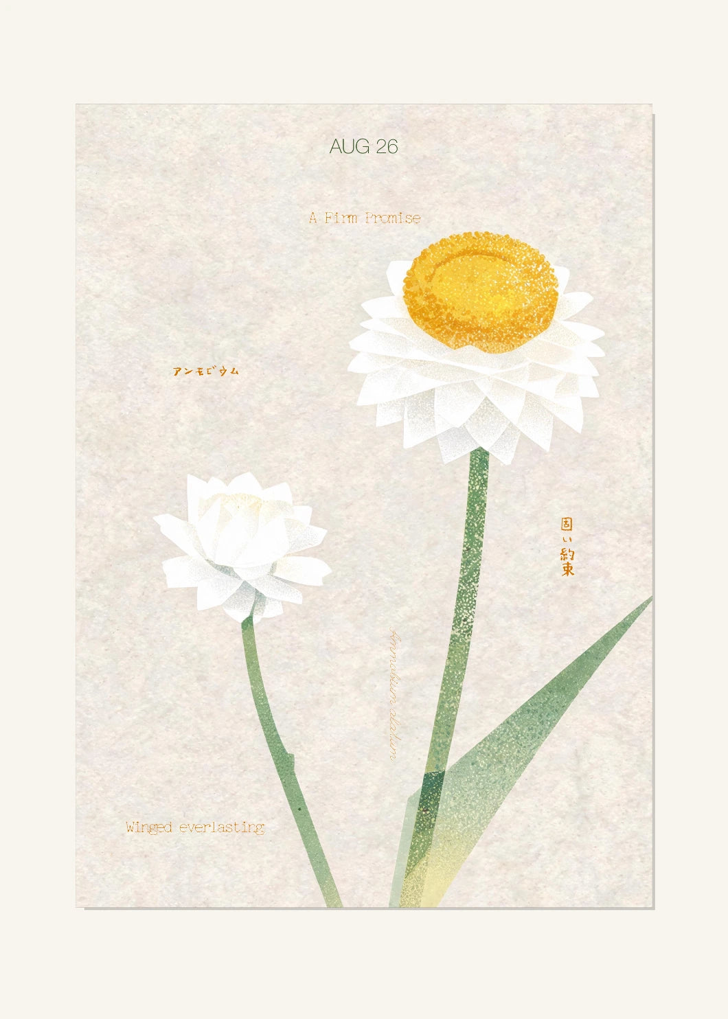 August 26 Birth Flower Poster — Winged Everlasting — clean