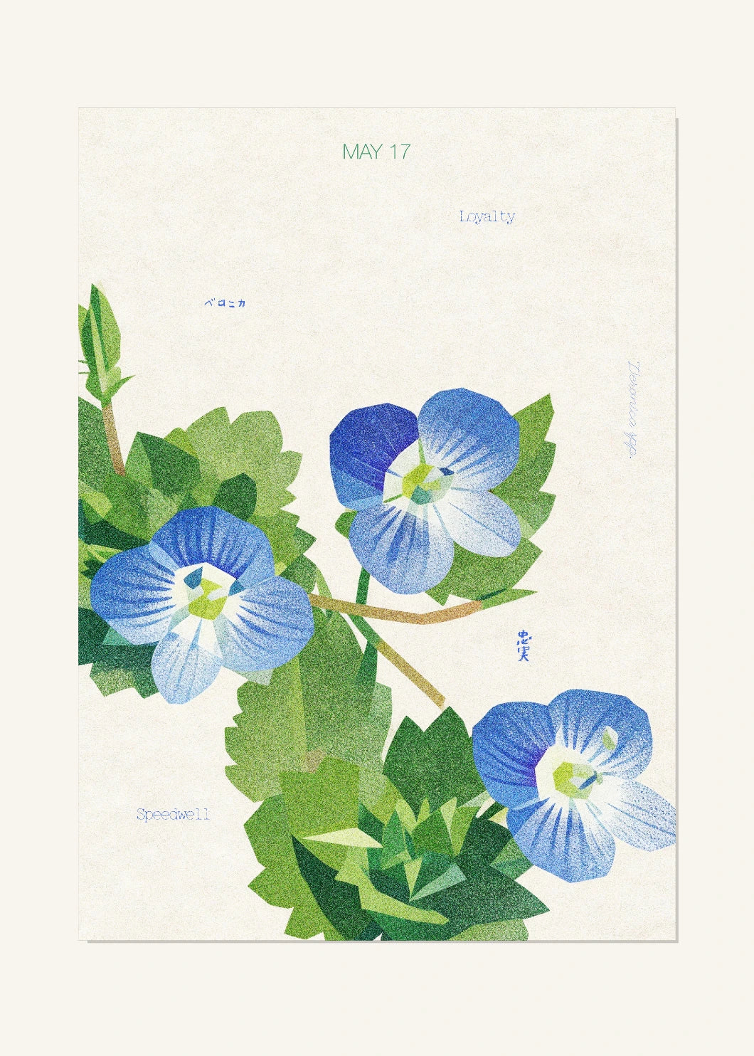 May 17 Birth Flower Poster — Speedwell — clean