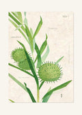 November 1 Birth Flower Poster — Balloon Plant — clean