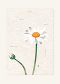 April 2 Birth Flower Poster — Common Daisy — clean