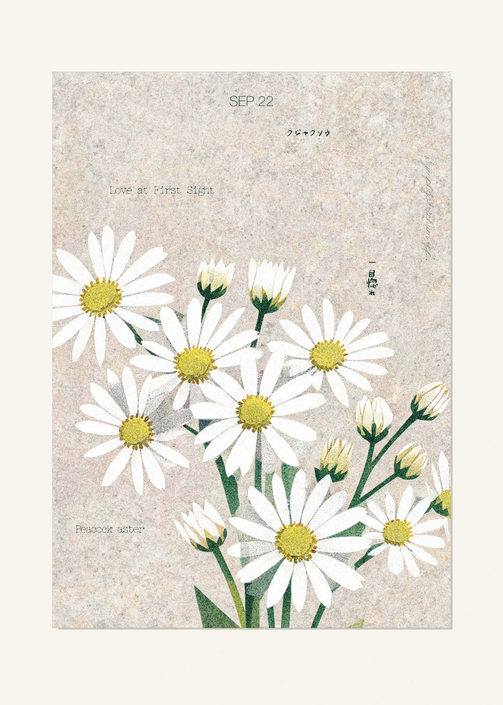 September 22 Birth Flower Poster — Peacock Aster — clean