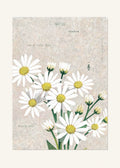 September 22 Birth Flower Poster — Peacock Aster — clean