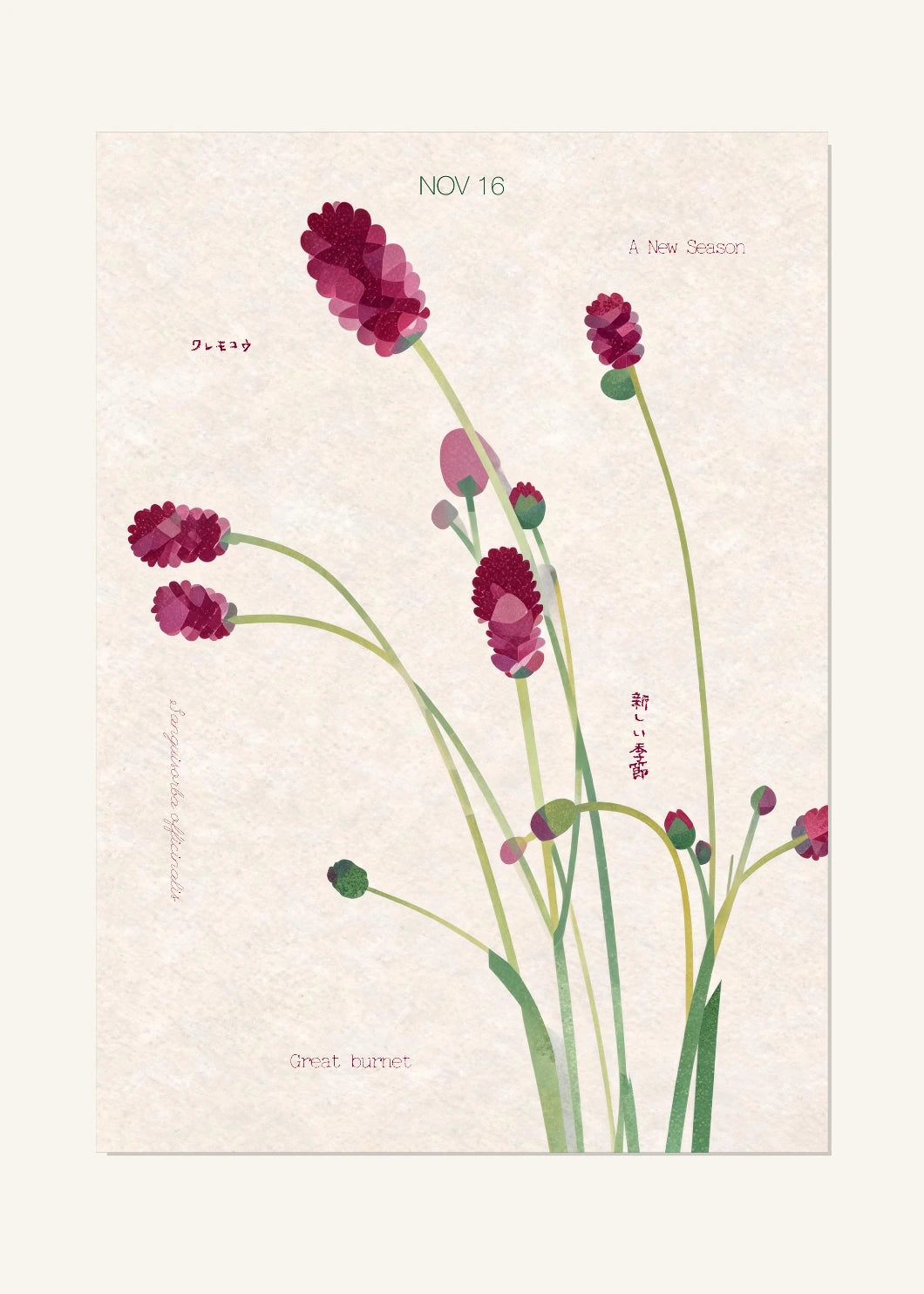 November 16 Birth Flower Poster — Great Burnet — clean