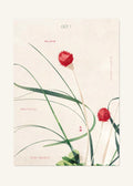 October 1 Birth Flower Poster — Globe Amaranth — clean