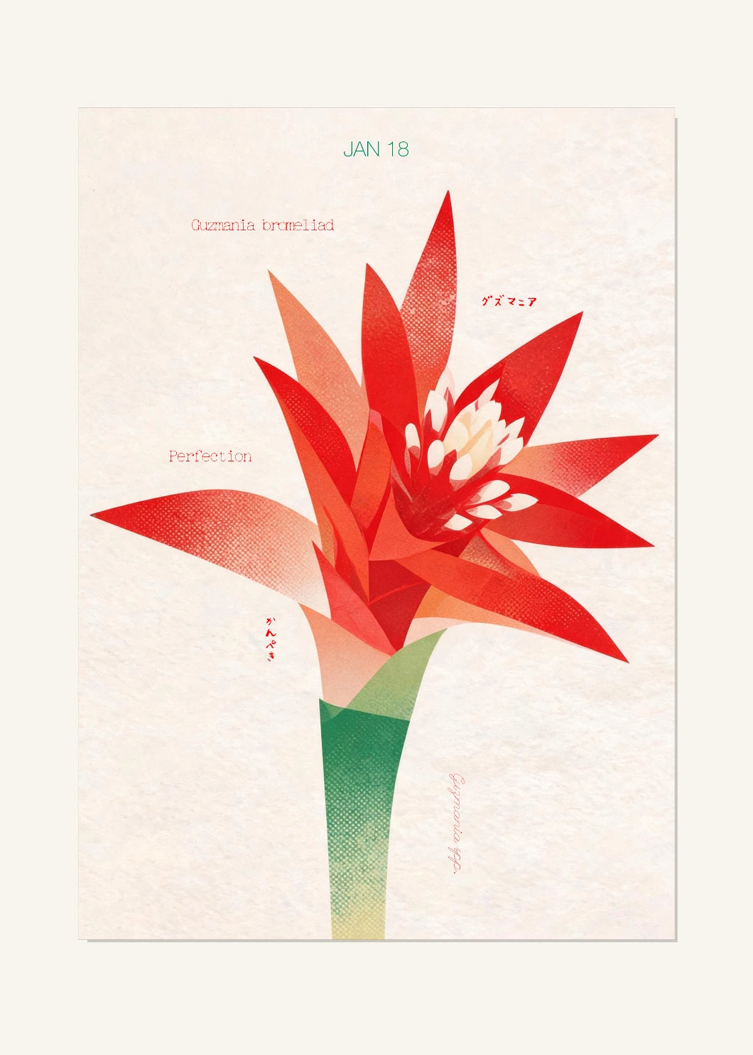 January 18 Birth Flower Poster — Guzmania Bromeliad — clean