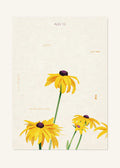 August 13 Birth Flower Poster — Black-Eyed Susan — clean