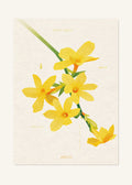 January 23 Birth Flower Poster — Winter Jasmine — clean