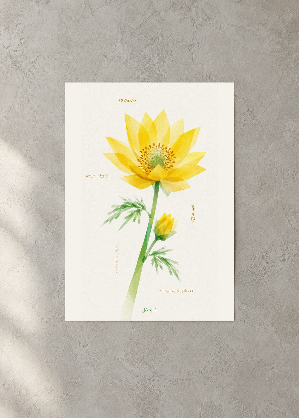 January 1 Birth Flower Poster — Amur Adonis — concrete wall